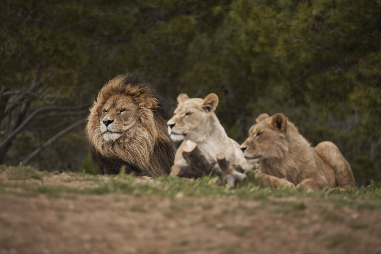 Safari in Zuid Afrika