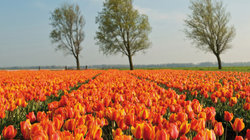 Tulpenveld in de Bollenstreek