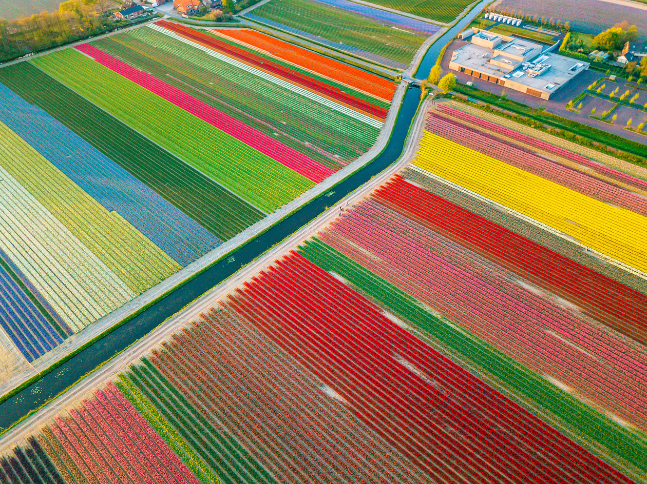 Tulpenveld