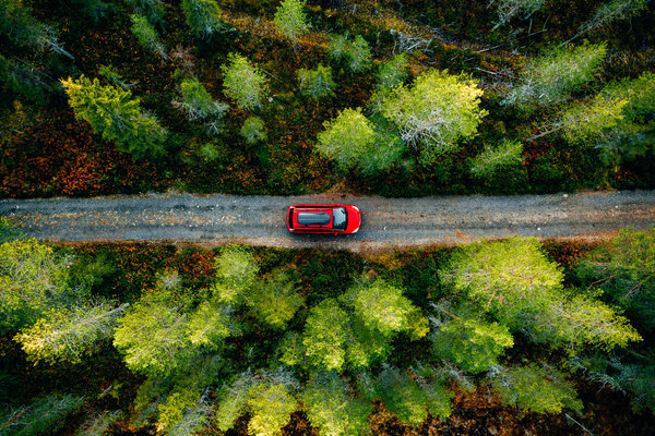 Car drives throught the forest